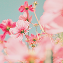 mickeymaschan avatar