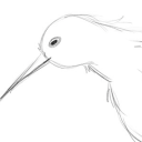 micropachycephalosalem avatar