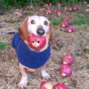 microwaved-mushroom avatar