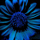 midnightbluesunflower avatar