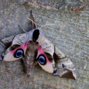 midnightthief avatar