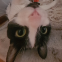 midnighttubexd avatar