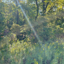 midwestcreature avatar