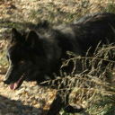 midwesternwerewolf avatar