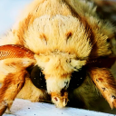 midwestkingdom avatar