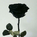 mikapolipol-blog avatar