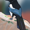 mildlybizarrecorvid avatar