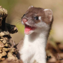 millipede-danger avatar