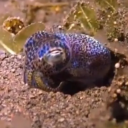 milotheshrike avatar