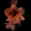 mintchoco-luvr avatar