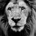 miplantadenaranjalima-blog avatar