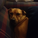 mirinotginger avatar