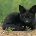 mirrimblackfox avatar