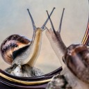 mirrorsnail avatar