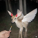 miserablebratt avatar