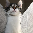 misha-is-my-savior avatar