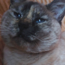 mishka-the-cat avatar