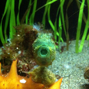 misogynistsofyesallwomen avatar