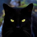 miss-miaumiau avatar