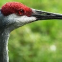 mississippisandhillcrane avatar