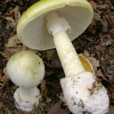 mistic-stranger avatar