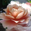 mistressofmuses avatar