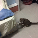 mittensforreals avatar