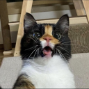 mlemeow avatar