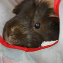 mochatheguineapig avatar