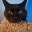 moderately-sunny avatar