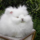 modern-desperado avatar