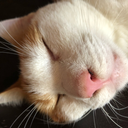 modern-muffin avatar