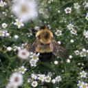 moderndayvisonary avatar