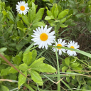 mollysfabulous avatar