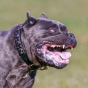 molosseraptor avatar