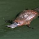 molotovsandmakarovs avatar