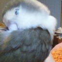 mommabird1772 avatar