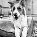 monarchweasley avatar