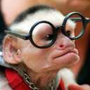 monkey-in-glasses avatar