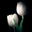 monochromaticinsignias avatar