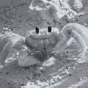 moody-ghost-crab avatar