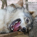 moon-moonthewolf avatar