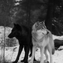 moonlightlover1 avatar