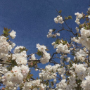 moonlit-heartbreak avatar