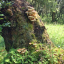 moonmossyrocks avatar