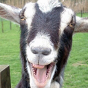 more-goats-than-you avatar