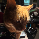 more-like-hurricane-tortilla avatar