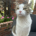 morningspirits avatar