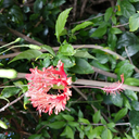 morningstarr32 avatar