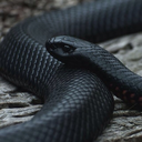 moroccoreguii avatar